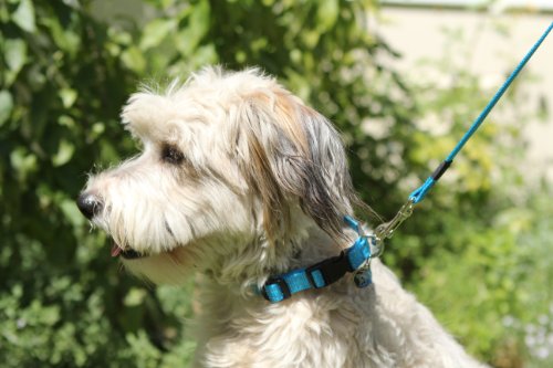 Correa reflectante para perros 5/8' de ancho 6 'de largo