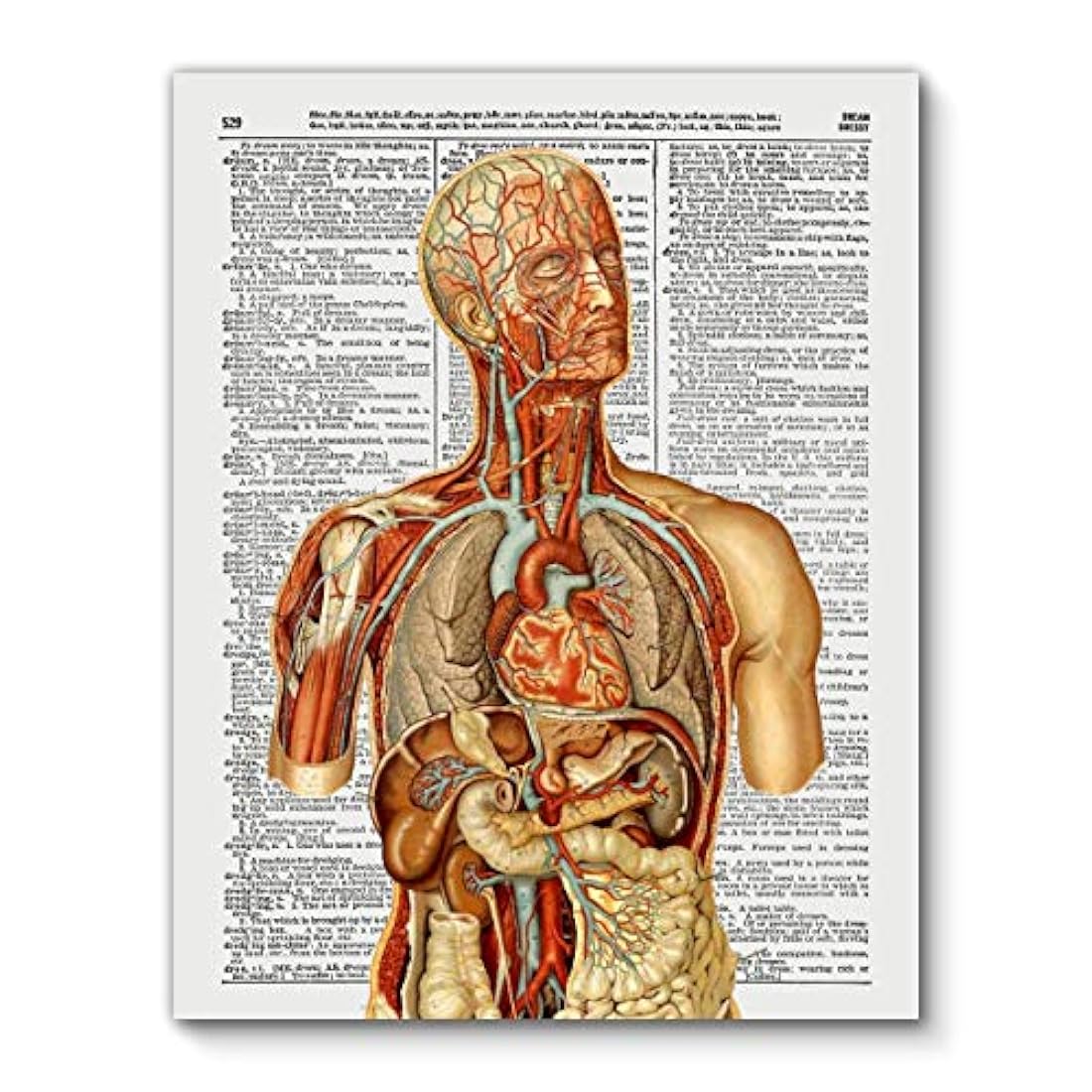 Diseño del color de la anatomía humana impresión del arte