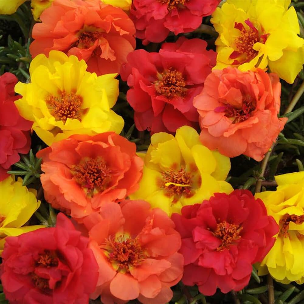 Semillas de Portulaca Doble para Jardín - 10000+ Semillas
