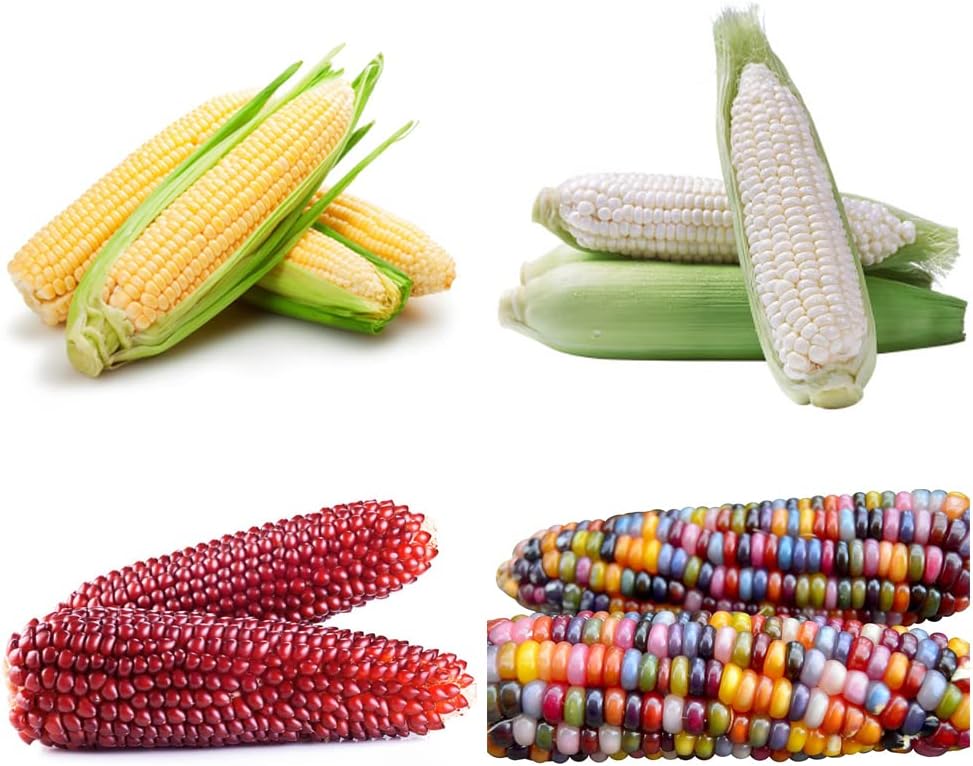 Semillas de Maíz (4 Variedades) Heirloom, 200+ No-GMO