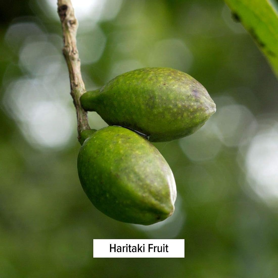 Suplemento Polvo Haritaki orgánico USDA, terminalia chebula