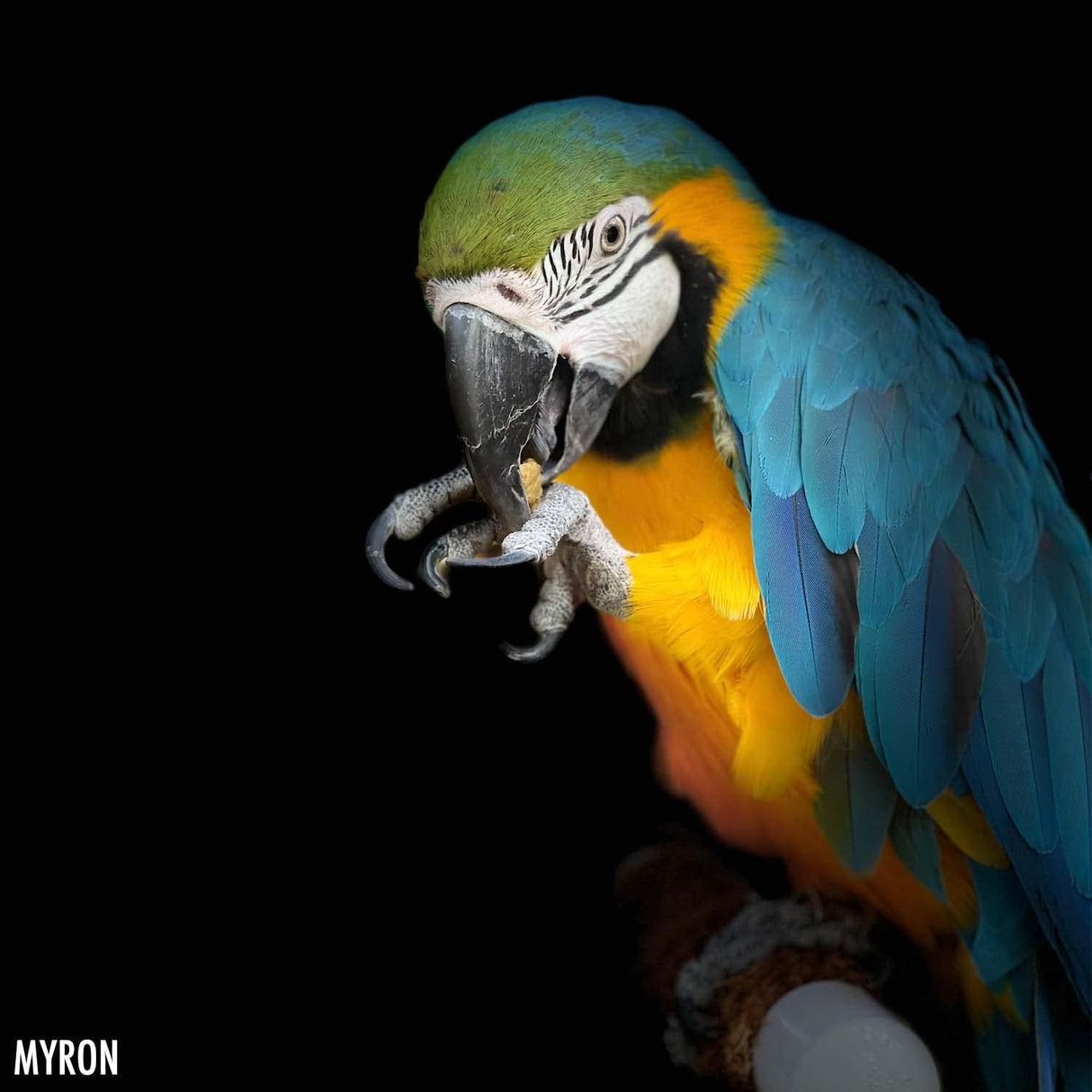 Alta Potencia Gruesa Harrisons, 5 lb