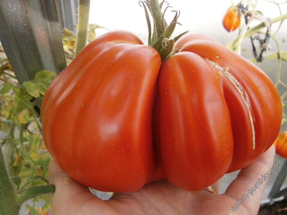 Semillas de Tomate Grande 100 lbs Non-GMO - 25 Semillas