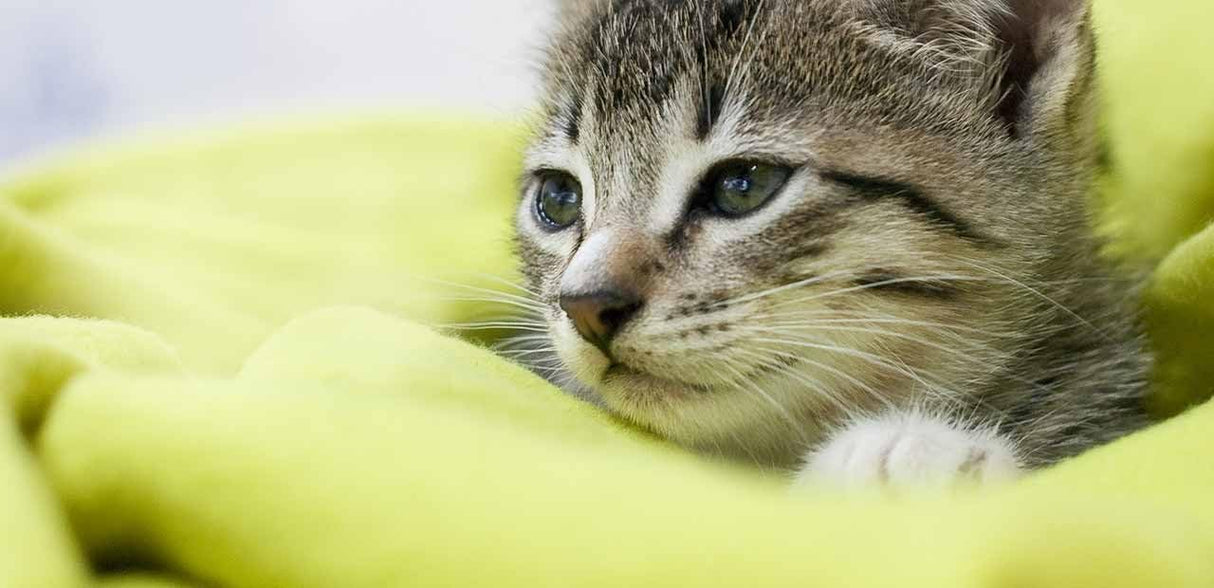 Golosinas calmantes para gatos PETS HEALTH SOLUTION