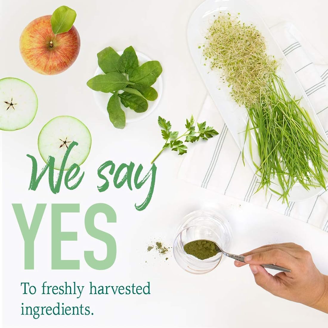 Suplementos Polvo orgánico crudo para alimentos verdes