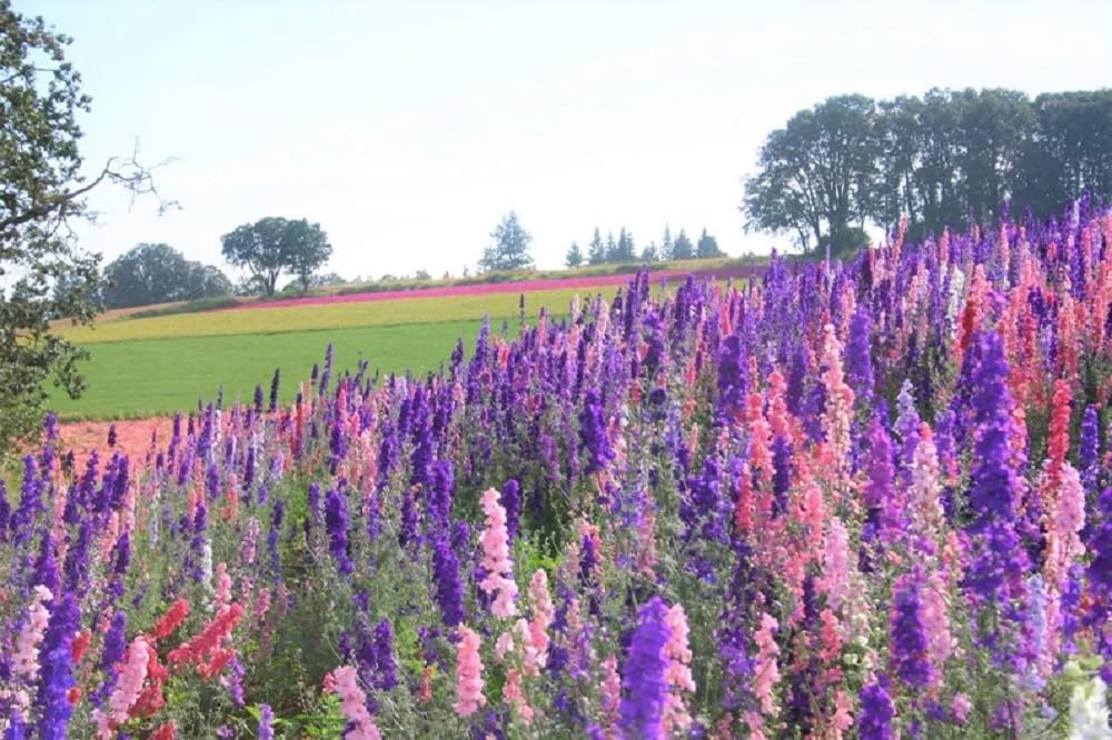 Semillas de Delphinium, No-GMO, Heirloom, Mezcla Imperial