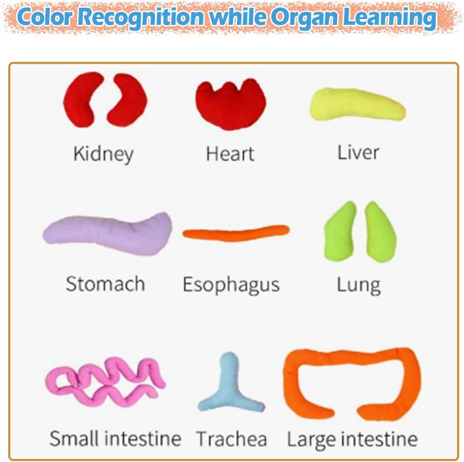 Modelo KAKIBLIN: Juguete anatómico del cuerpo humano para niños