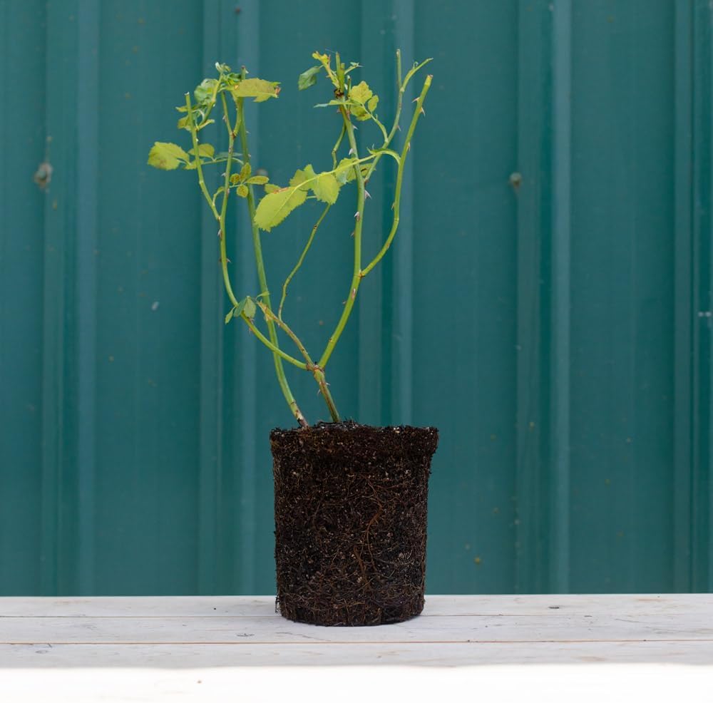 Rosa Trepadora Arborose® Honeymoon - Heirloom Roses, Plantas Vivas