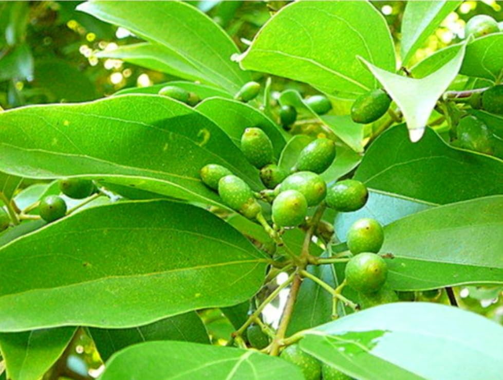 35 Semillas de Canela Cinnamomum verum - Rápido Crecimiento