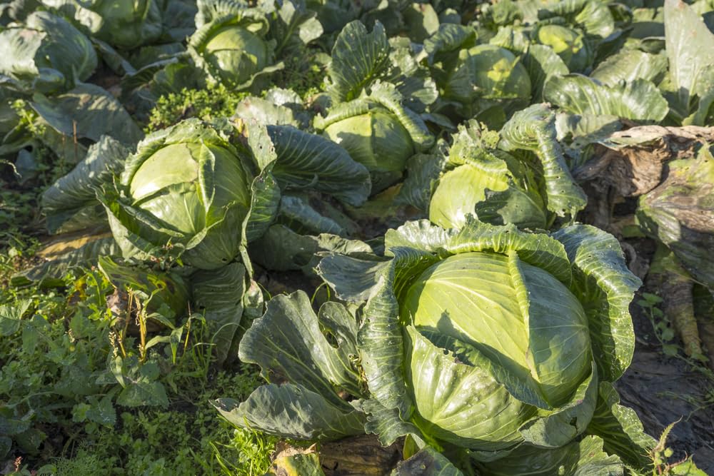 Semillas de Repollo Late Flat Dutch, Isla's Garden, Heirloom