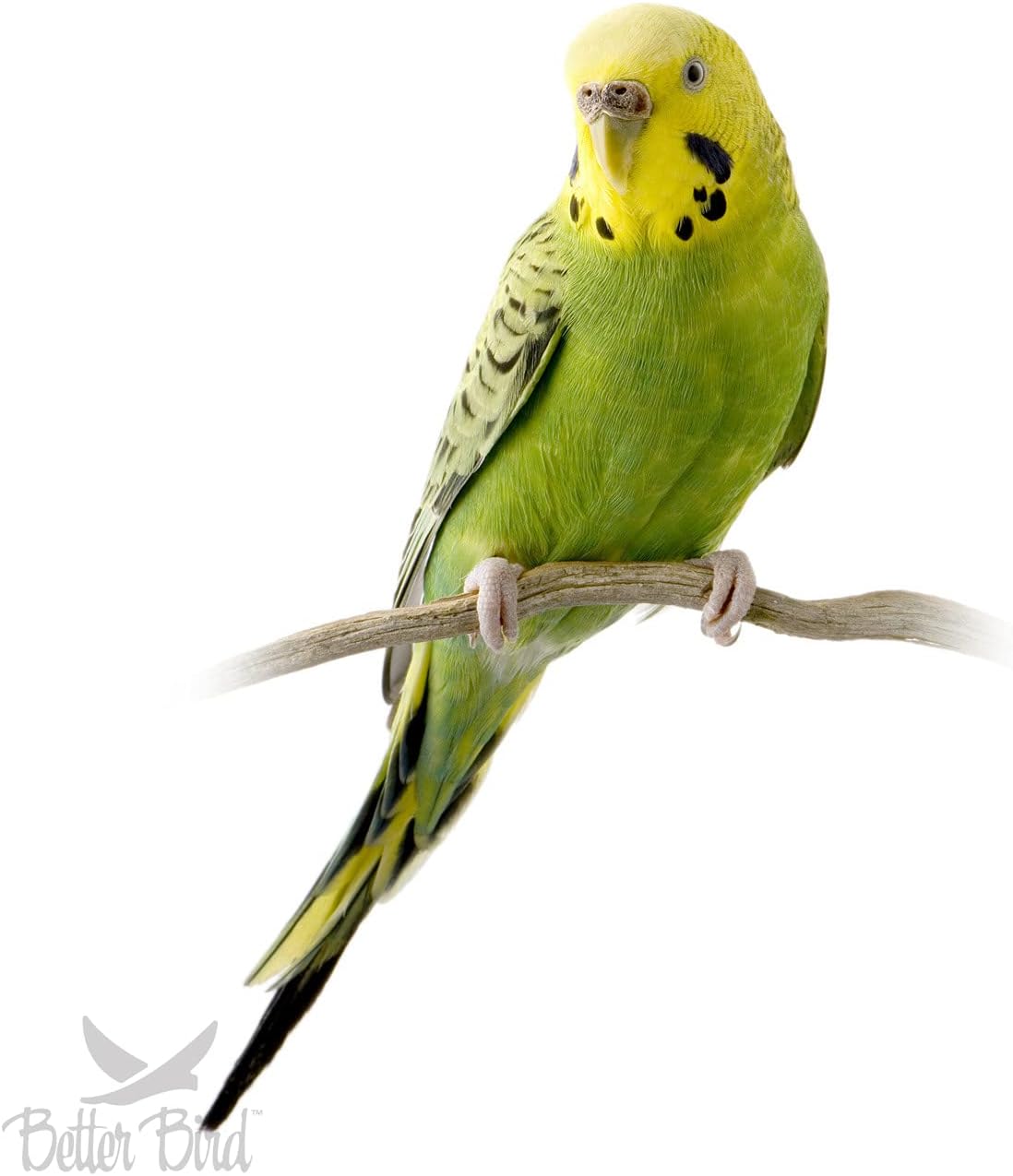 Better Bird,Comida prémium para periquitos,tarro de 5 libras