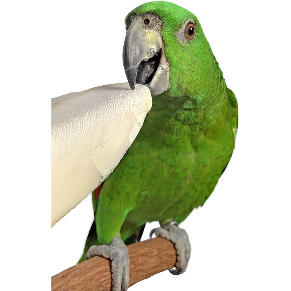 Cuttlebone de pescado para cacatúas, periquitos y más