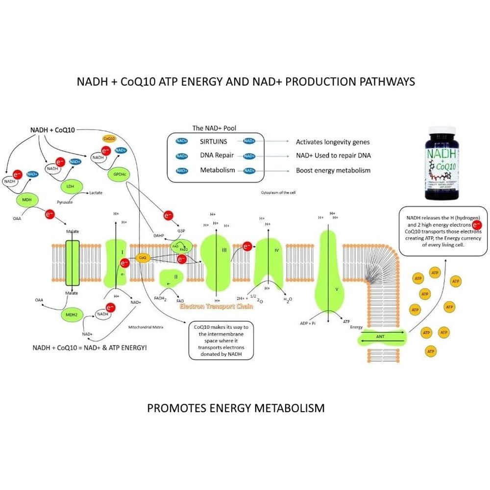 Suplemento NADH + CoQ10 Apoya la fatiga la energía 60 und