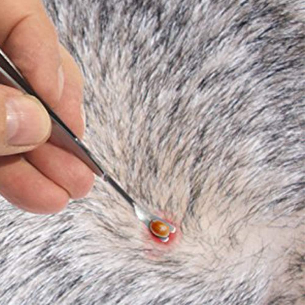 Herramienta para quitar garrapatas eTradewinds, acero inoxidable, 4-Pack