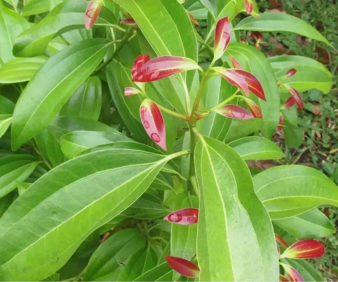 35 Semillas de Canela Cinnamomum verum - Rápido Crecimiento