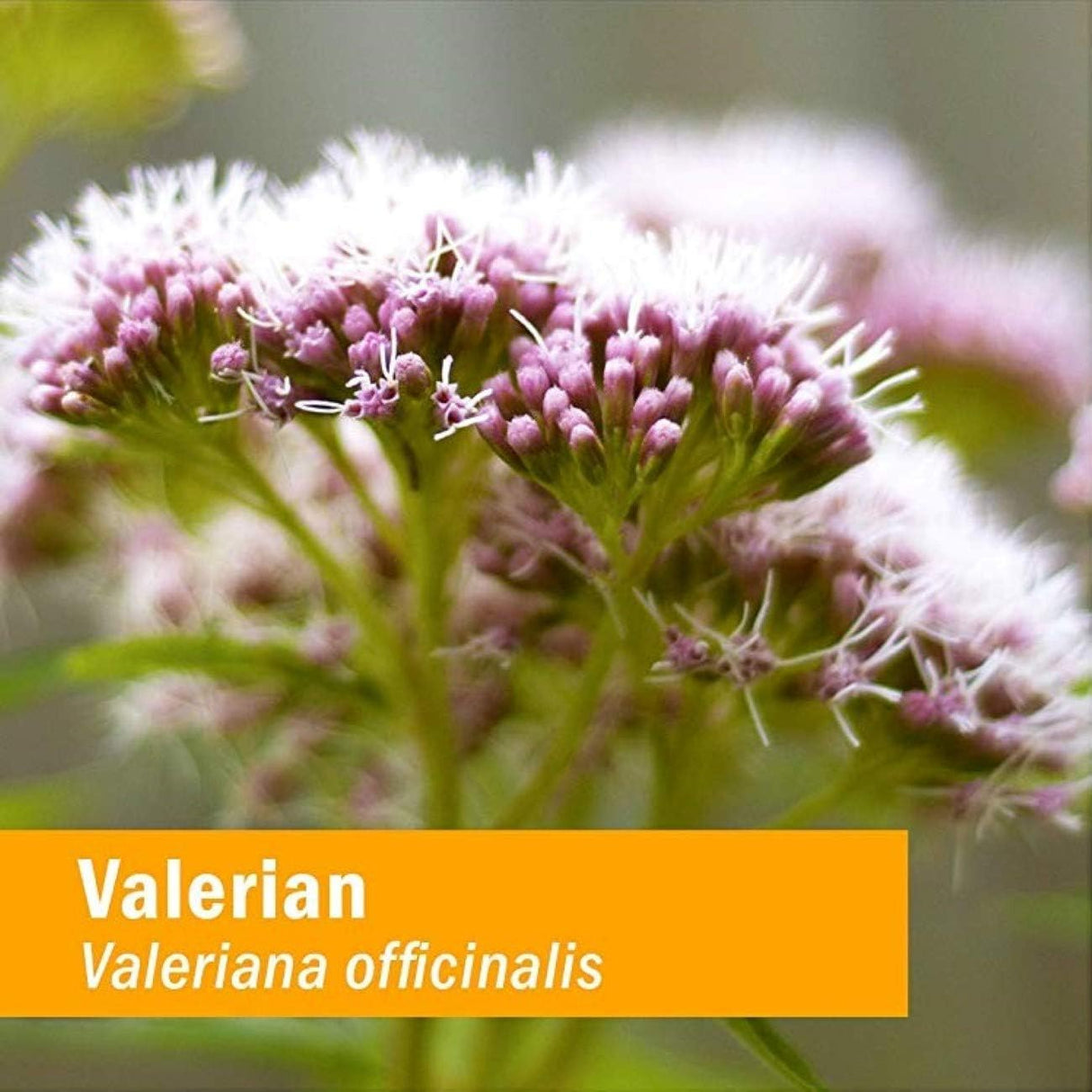 Suplemento Orgánico Sin Alcohol Raíz de Valeriana Glycerita