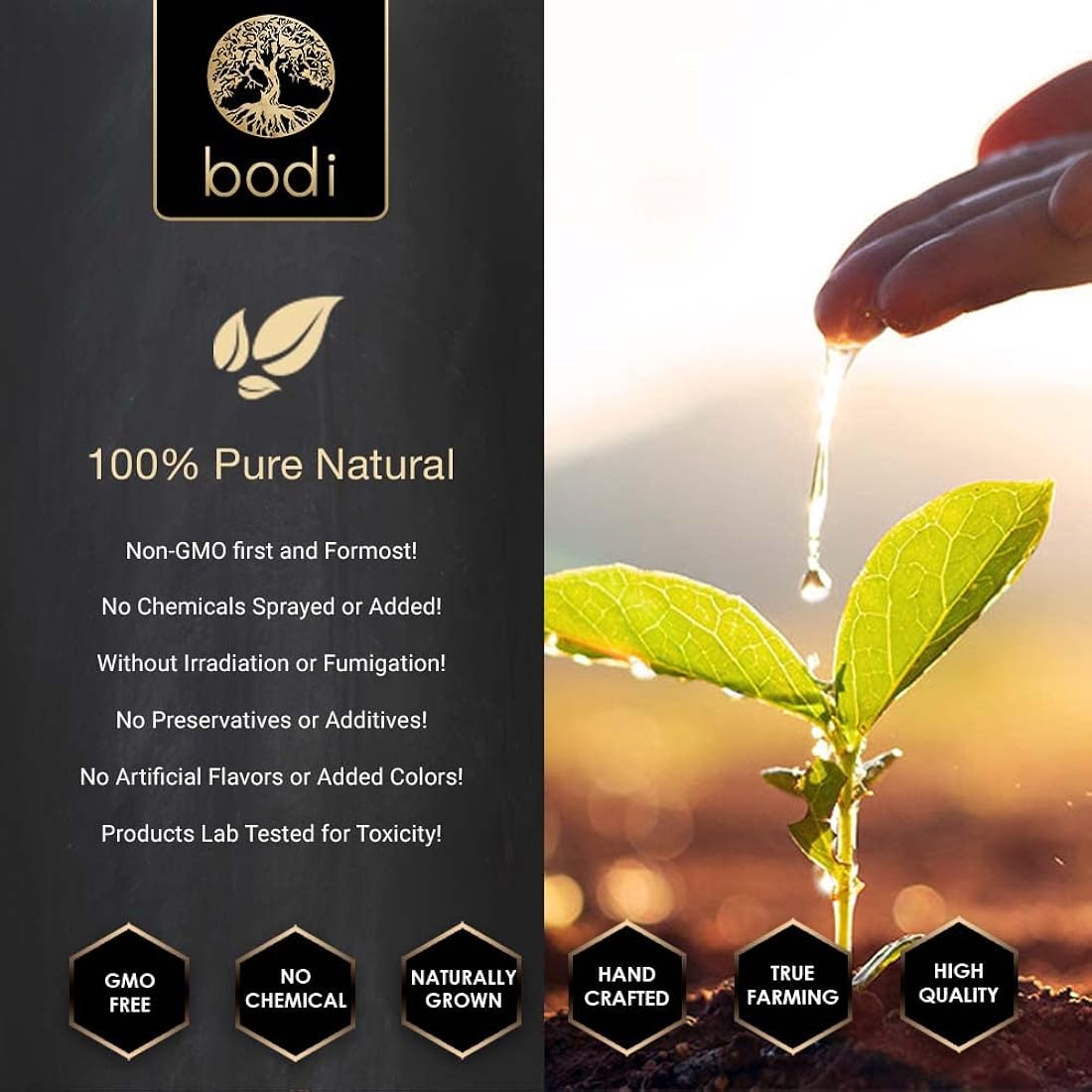Suplemento Goldenseal Root 5:1 Extracto en polvo 5lb