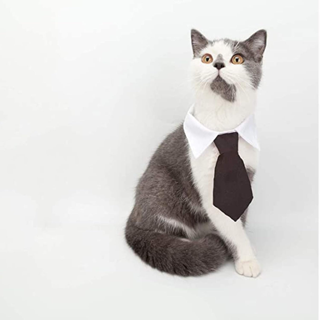 Disfraces de Pajarita ajustable para mascotas talla única