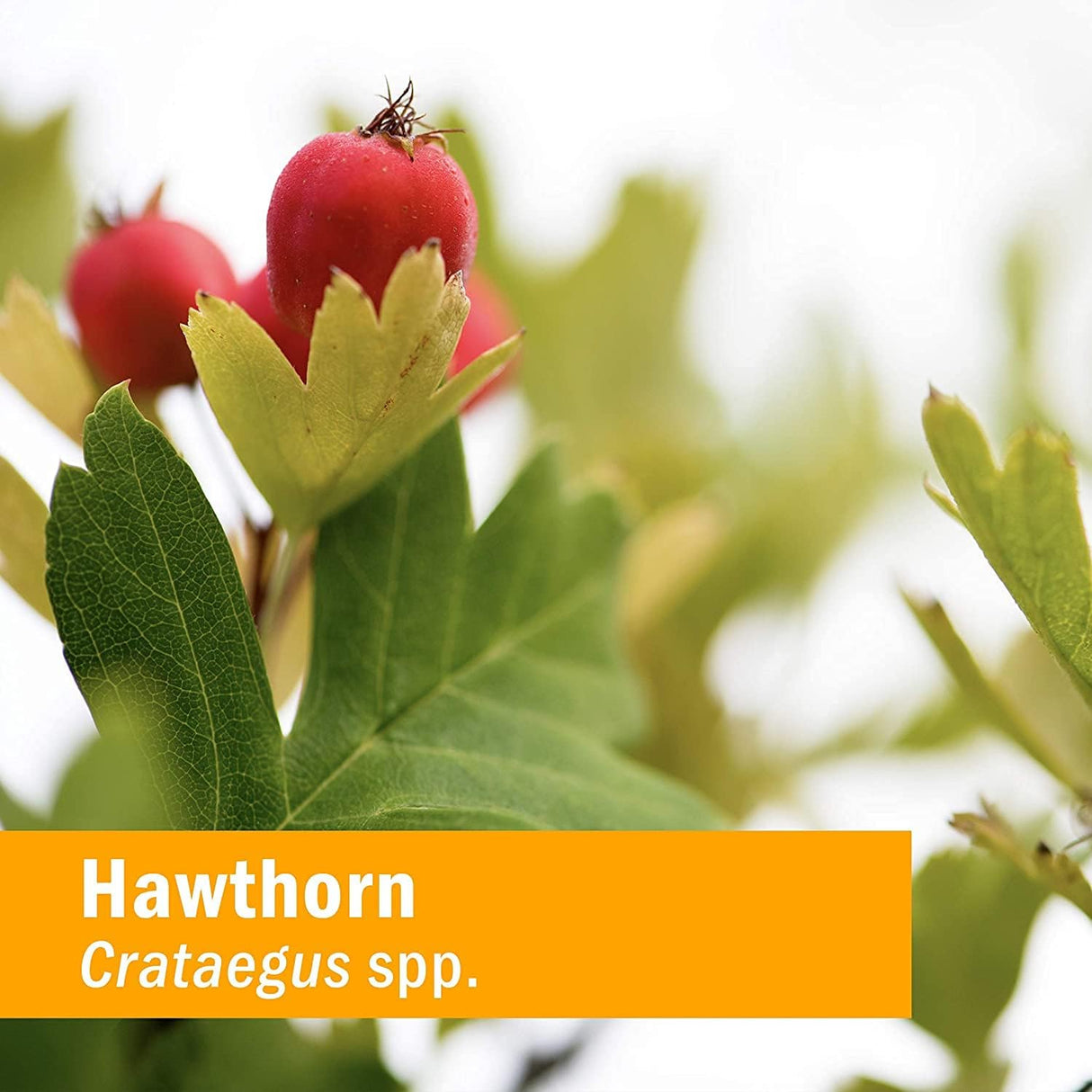 Suplemento Herb Extracto líquido para apoyo cardiovascular