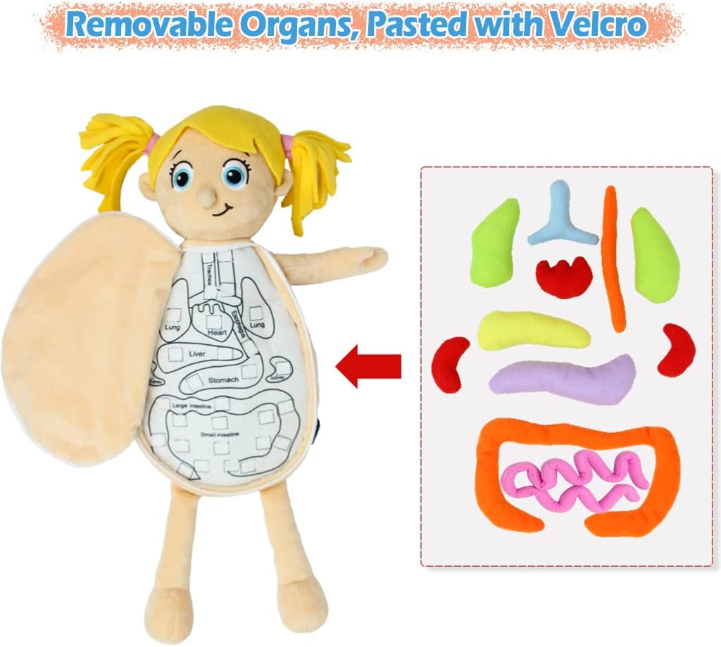 Modelo KAKIBLIN: Juguete anatómico del cuerpo humano para niños