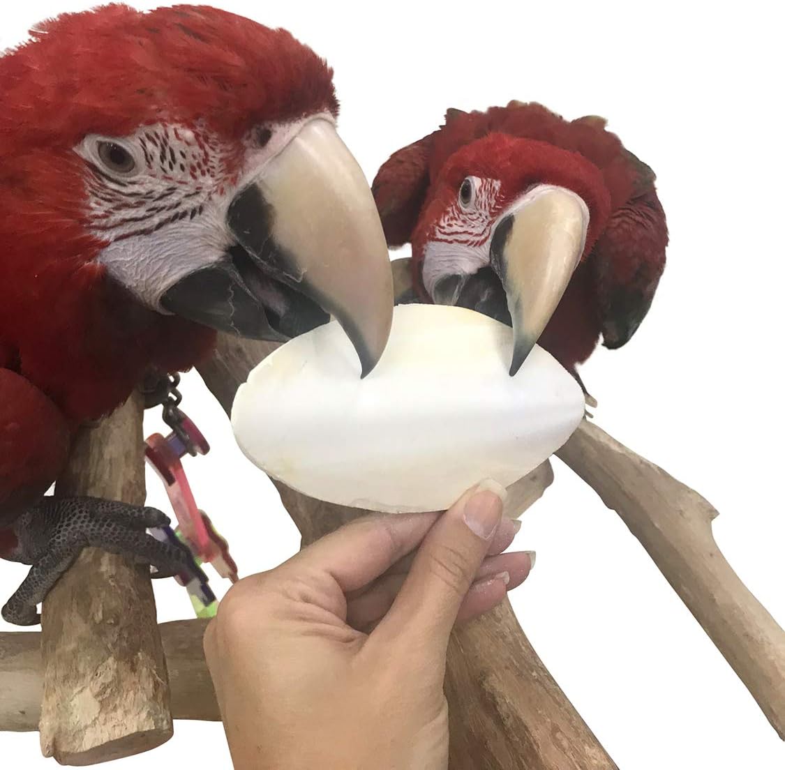 Cuttlebone de pescado para cacatúas, periquitos y más