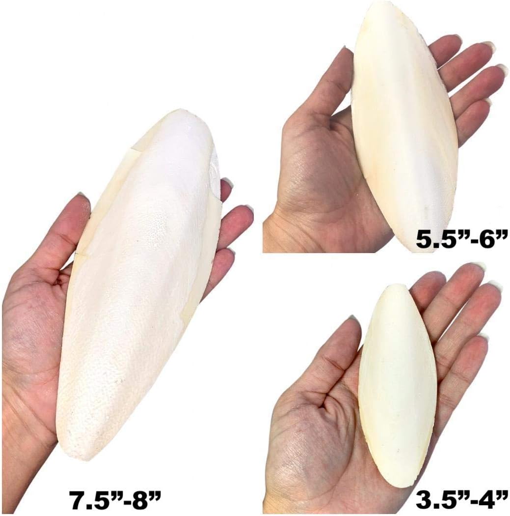 Cuttlebone de pescado para cacatúas, periquitos y más