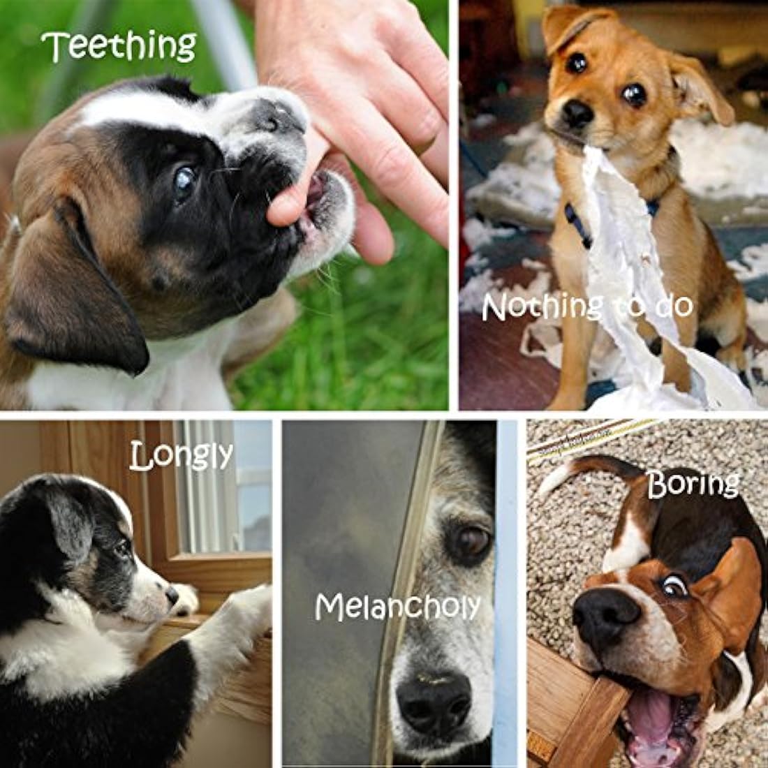 6 juguetes para perros pequeños