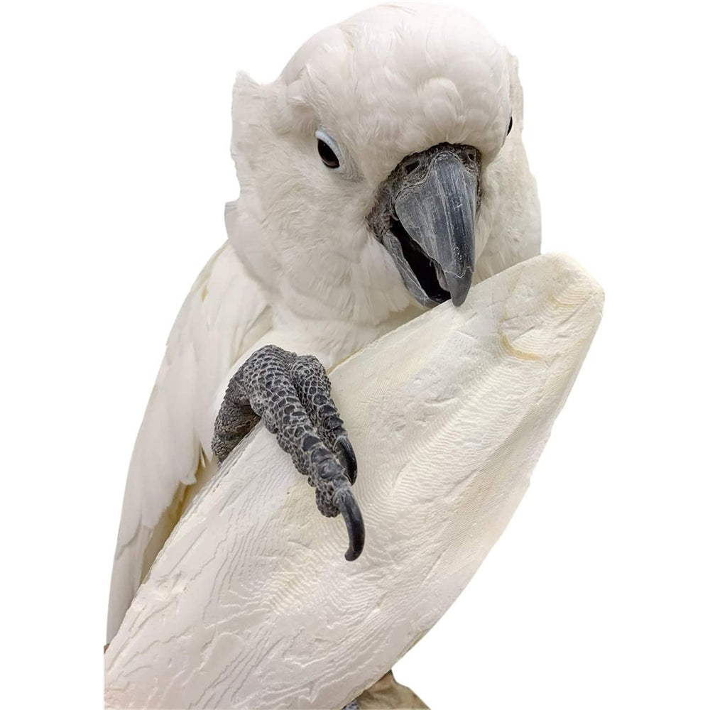 Cuttlebone de pescado para cacatúas, periquitos y más