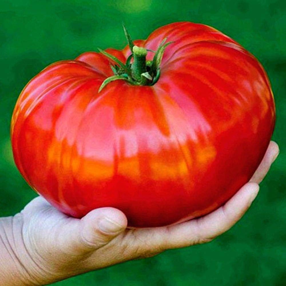 Tomate Beefsteak Giant Hercules Ruso Semillas No GMO 40 Unidades