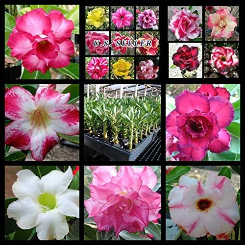 Semillas de Rosa del Desierto Adenium Obesum 100 Pack Mixto