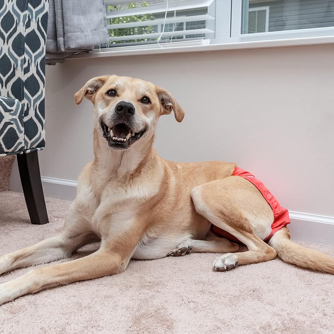 Pet Parents -Pañales lavables perros(mediano,Southern Belle)