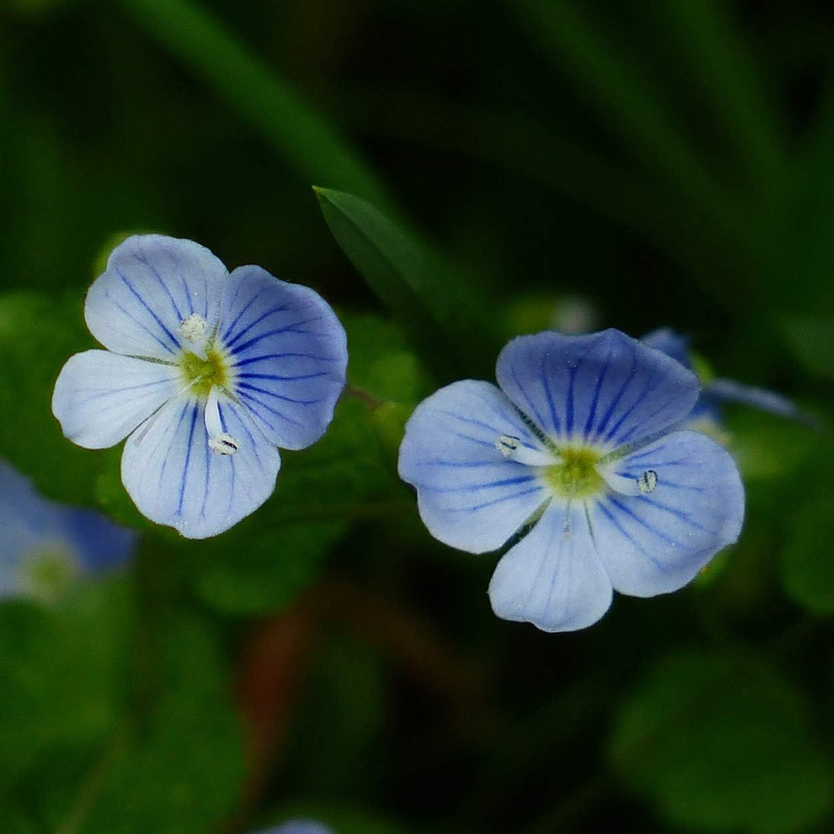 Suplementos zacate con orgánico Alcohol Nature's Answer