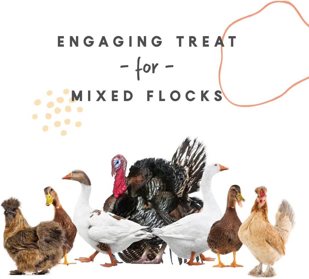 Alimento de grano para arañazos para pollos y otras aves