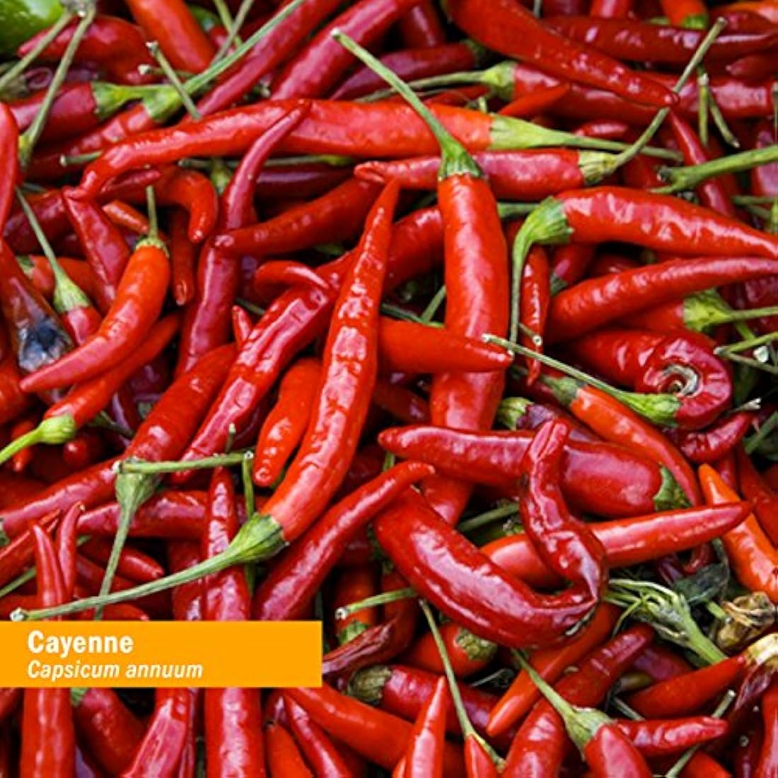 Extracto de Cayena Orgánico Certificado Herb Pharm