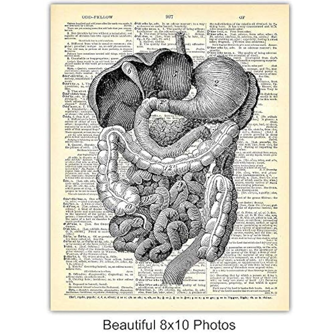 Impresiones de arte de pared 8x10 Vintage sin marco