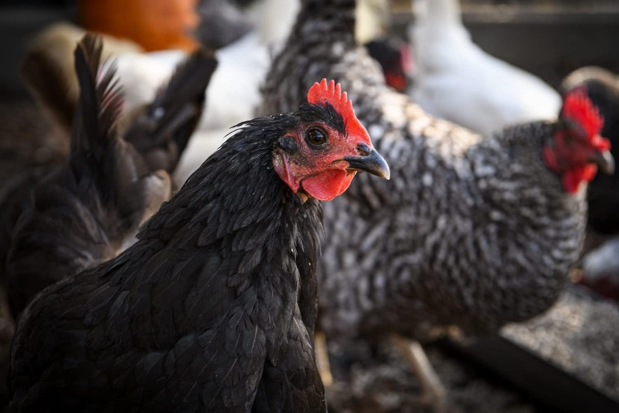 Buena Hierbas de 10 oz