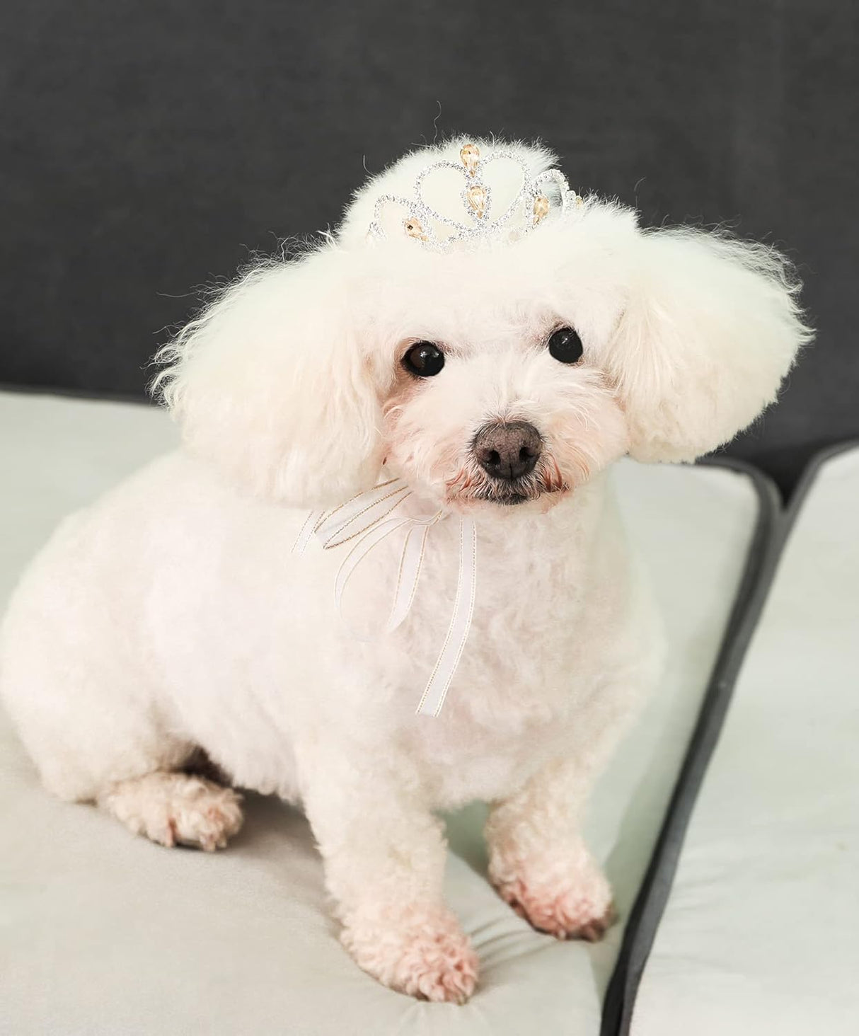 Disfraces colorida para perros y gatos talla M