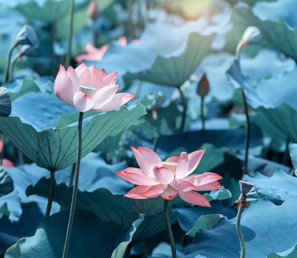 30PCS Semillas de Loto Nelumbo, No GMO, Acuáticas para Jardín