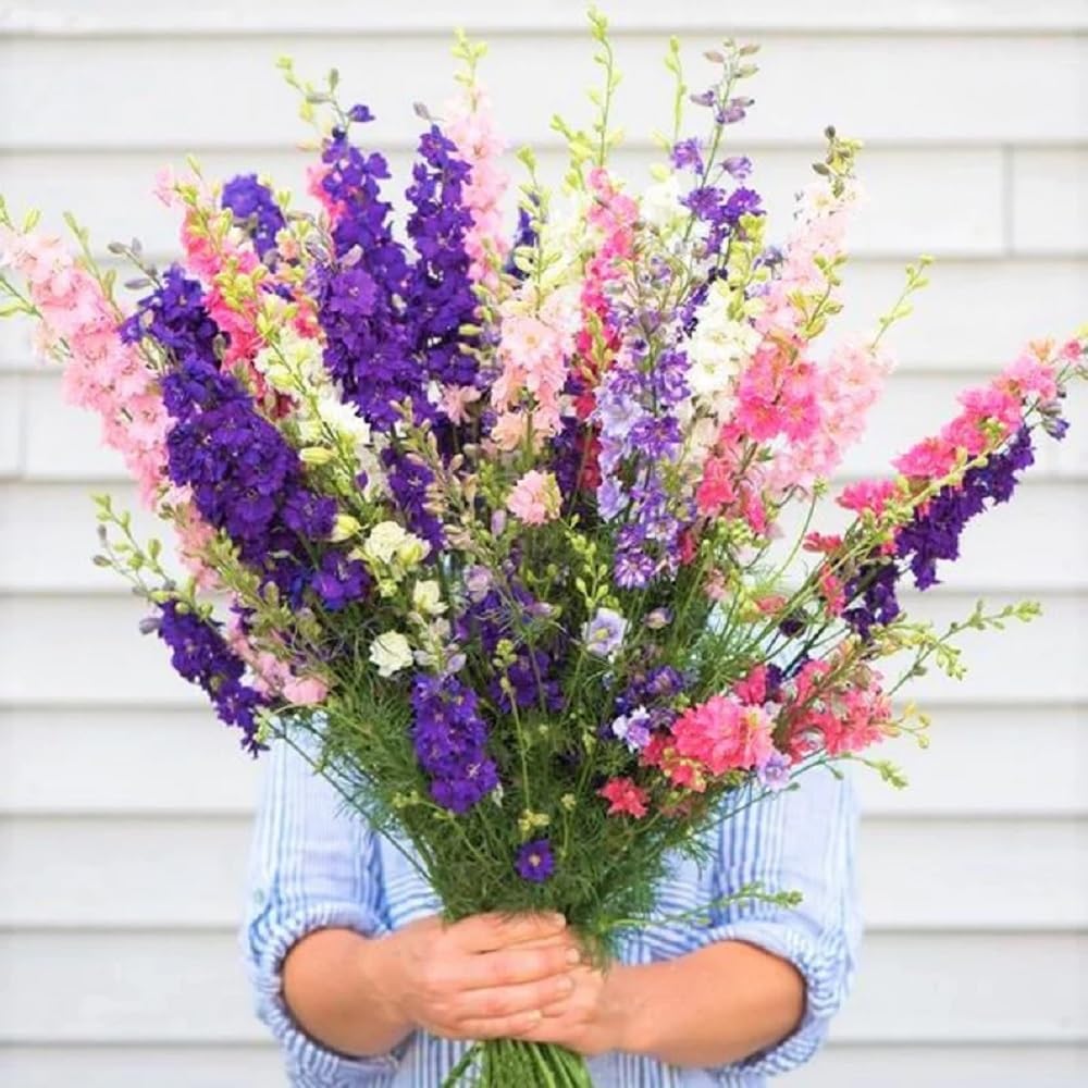 Semillas de Delphinium, No-GMO, Heirloom, Mezcla Imperial
