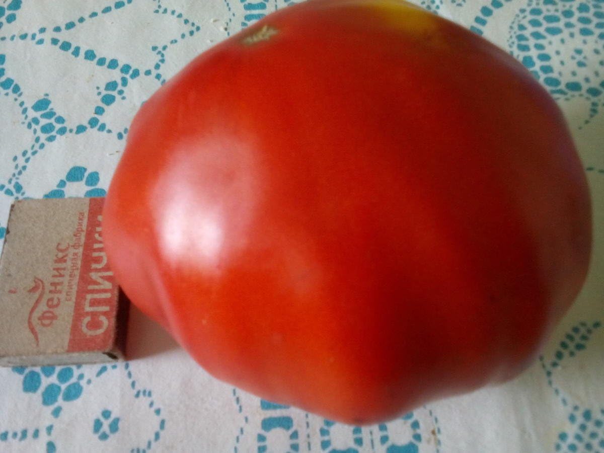 Tomate Beefsteak Giant Hercules Ruso Semillas No GMO 40 Unidades