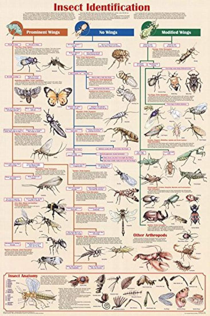 Póster Laminado insectos Identificación educativo Ciencia