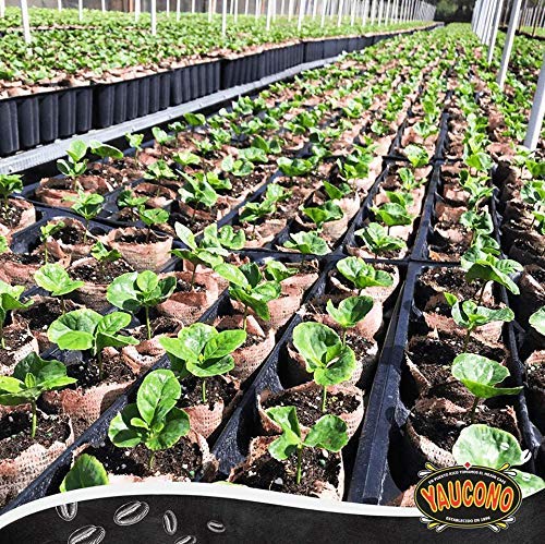 Café Molido Descafeinado Yaucono 8.8 oz Canasta (Pack de 1)