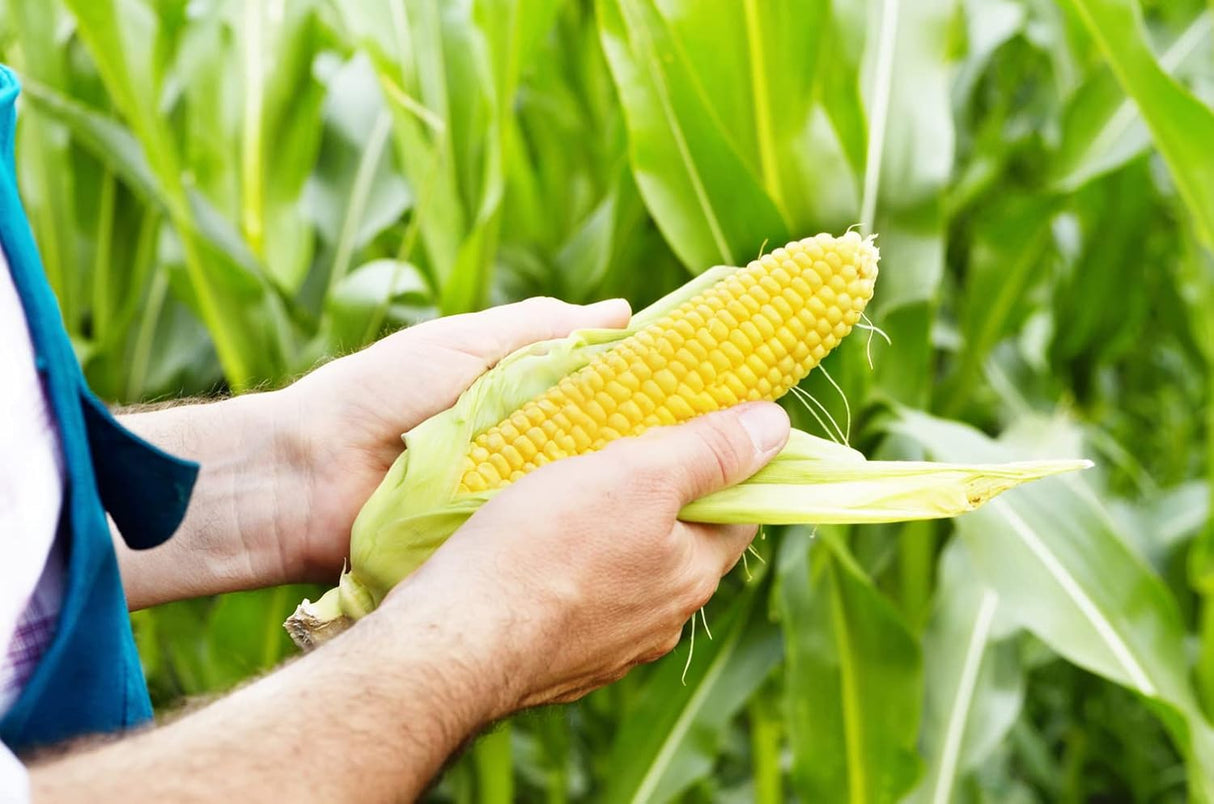Semillas de Maíz (4 Variedades) Heirloom, 200+ No-GMO