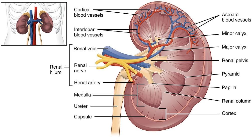 Suplemento de limpieza renal y desintoxicación renal