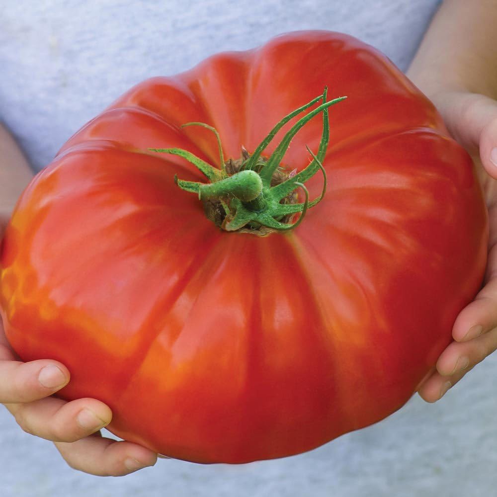 Tomate Beefsteak Giant Hercules Ruso Semillas No GMO 40 Unidades