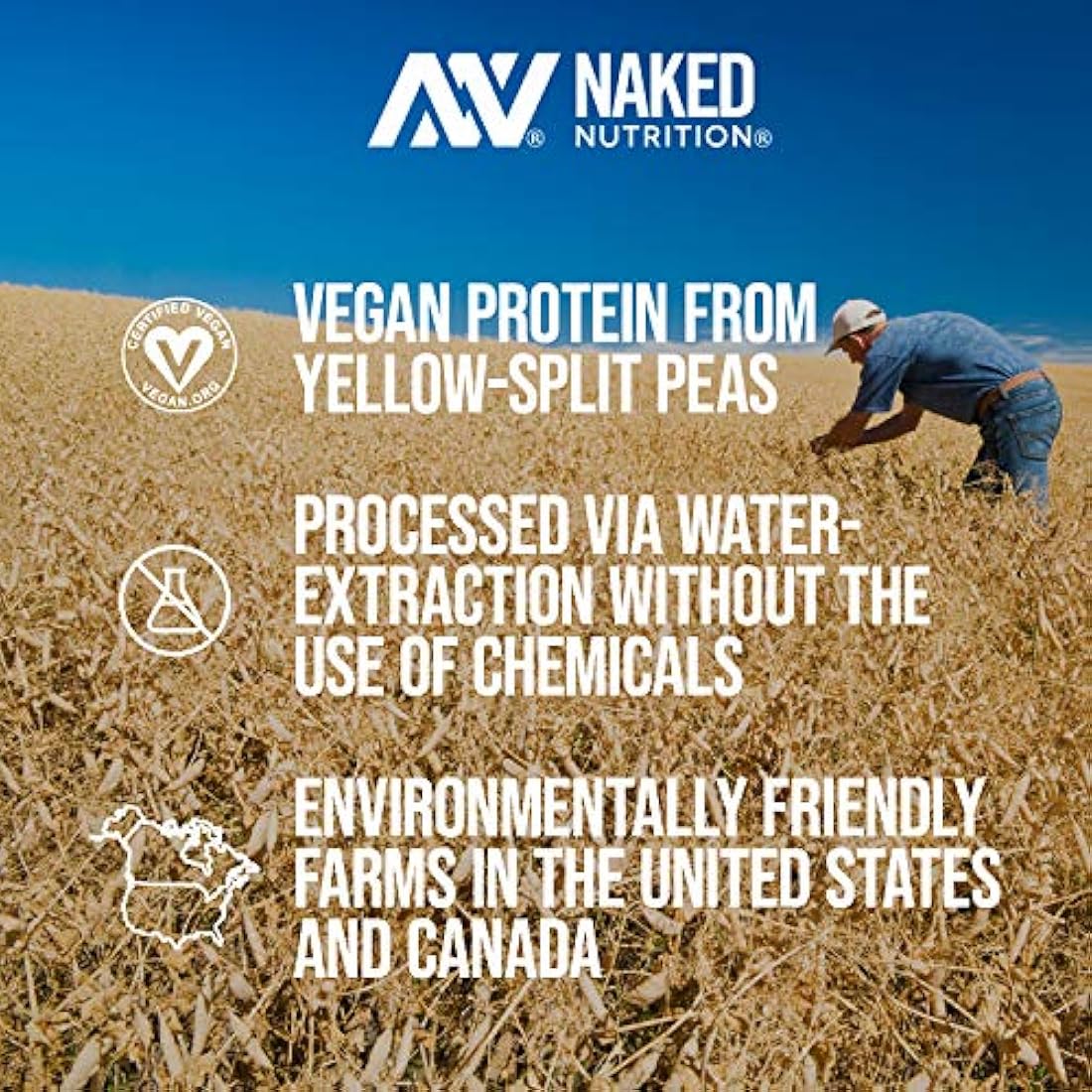 Proteína de guisantes aislados granjas de américa del norte