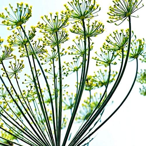 Semillas de Comino, Isla's Garden Seeds, No GMO, 300+ semillas