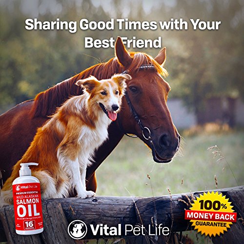 Aceite de salmón para perros gatos y caballos