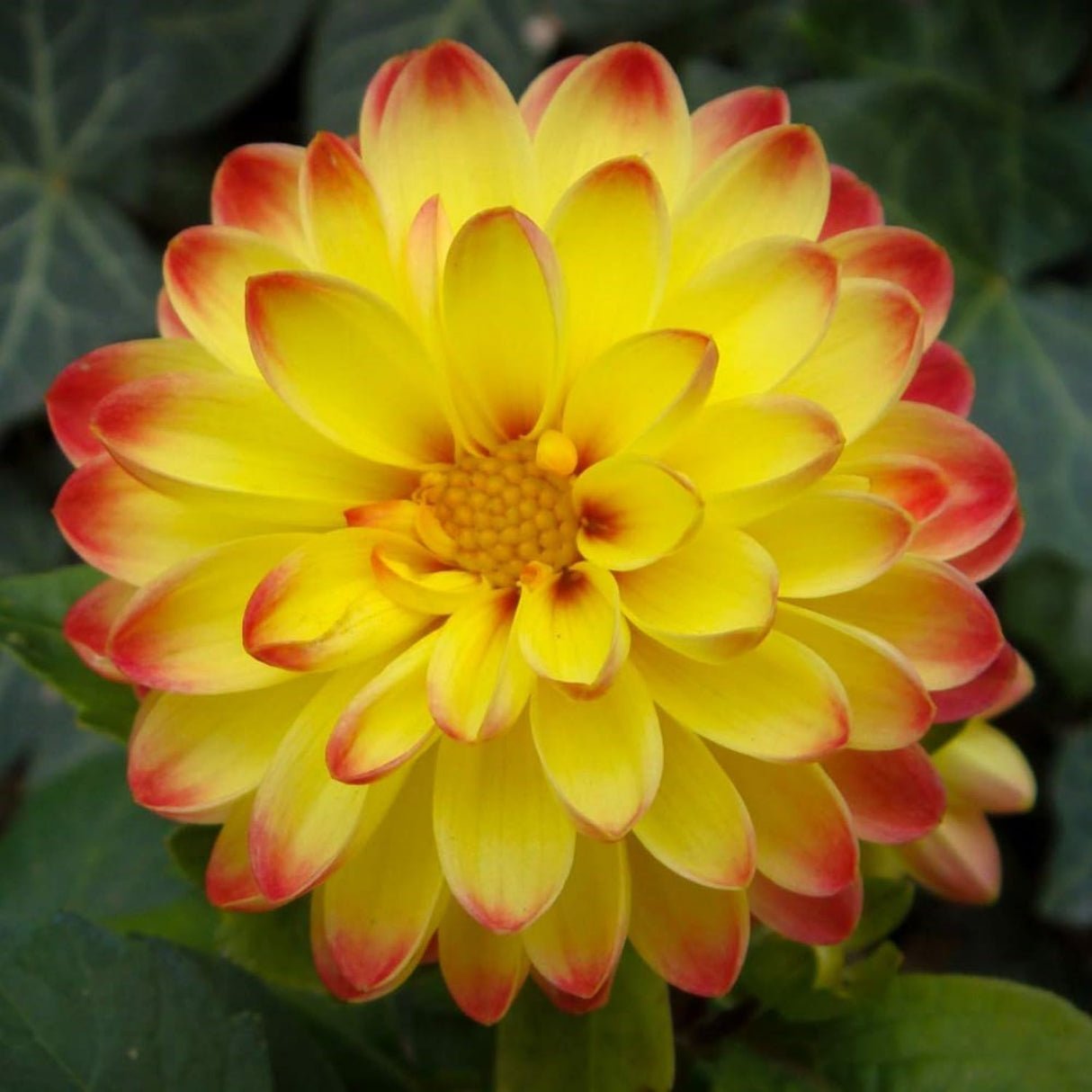 300+ Semillas de Dalia Pompon - Raras y Anuales