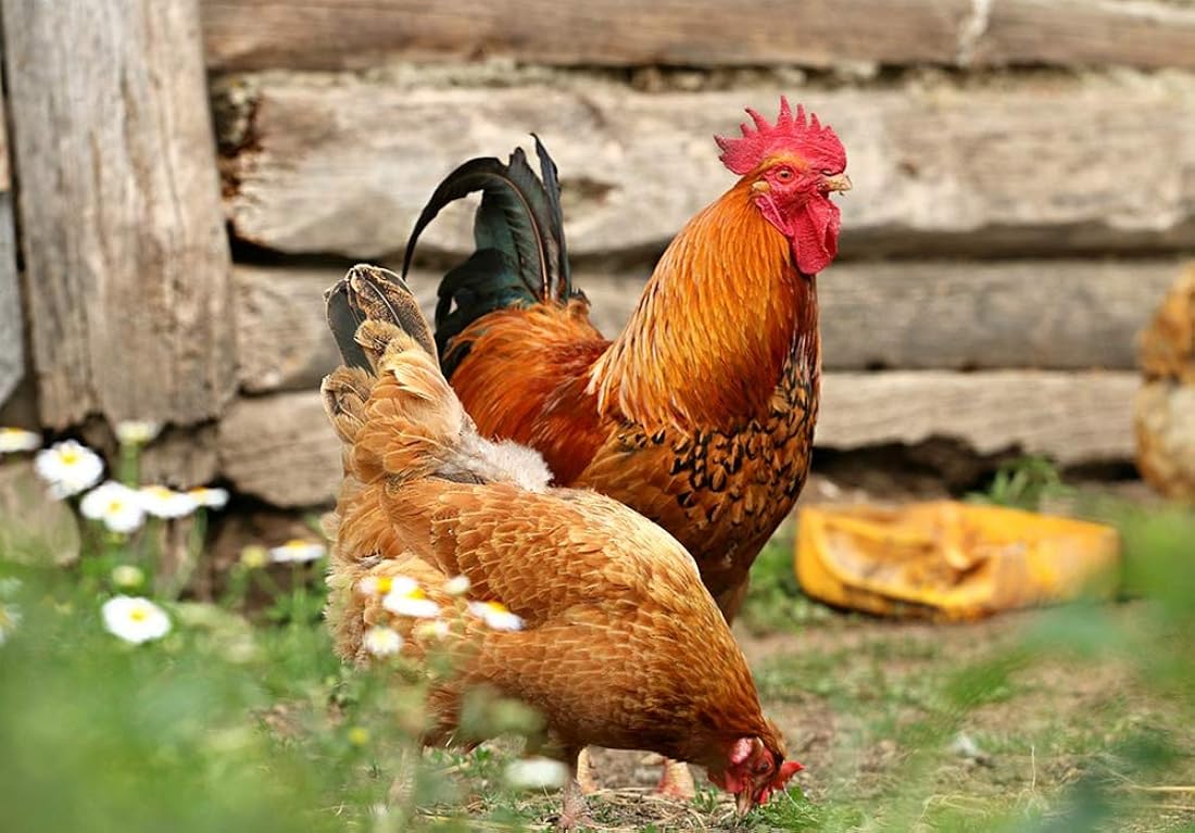 Comida para pájaros 11 libras de gusanos de harina secos